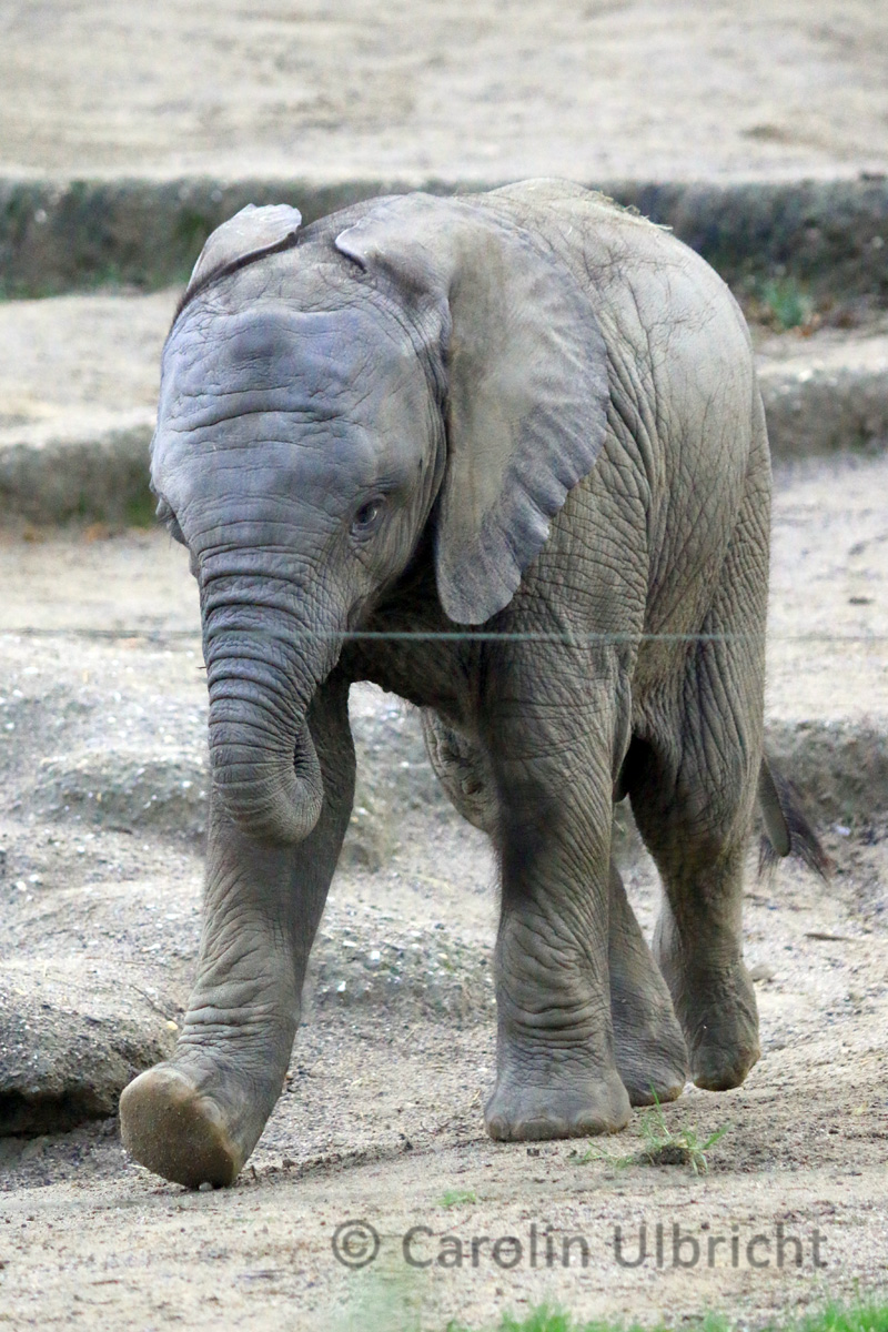 Zoologische Gärten Carolin Ulbricht