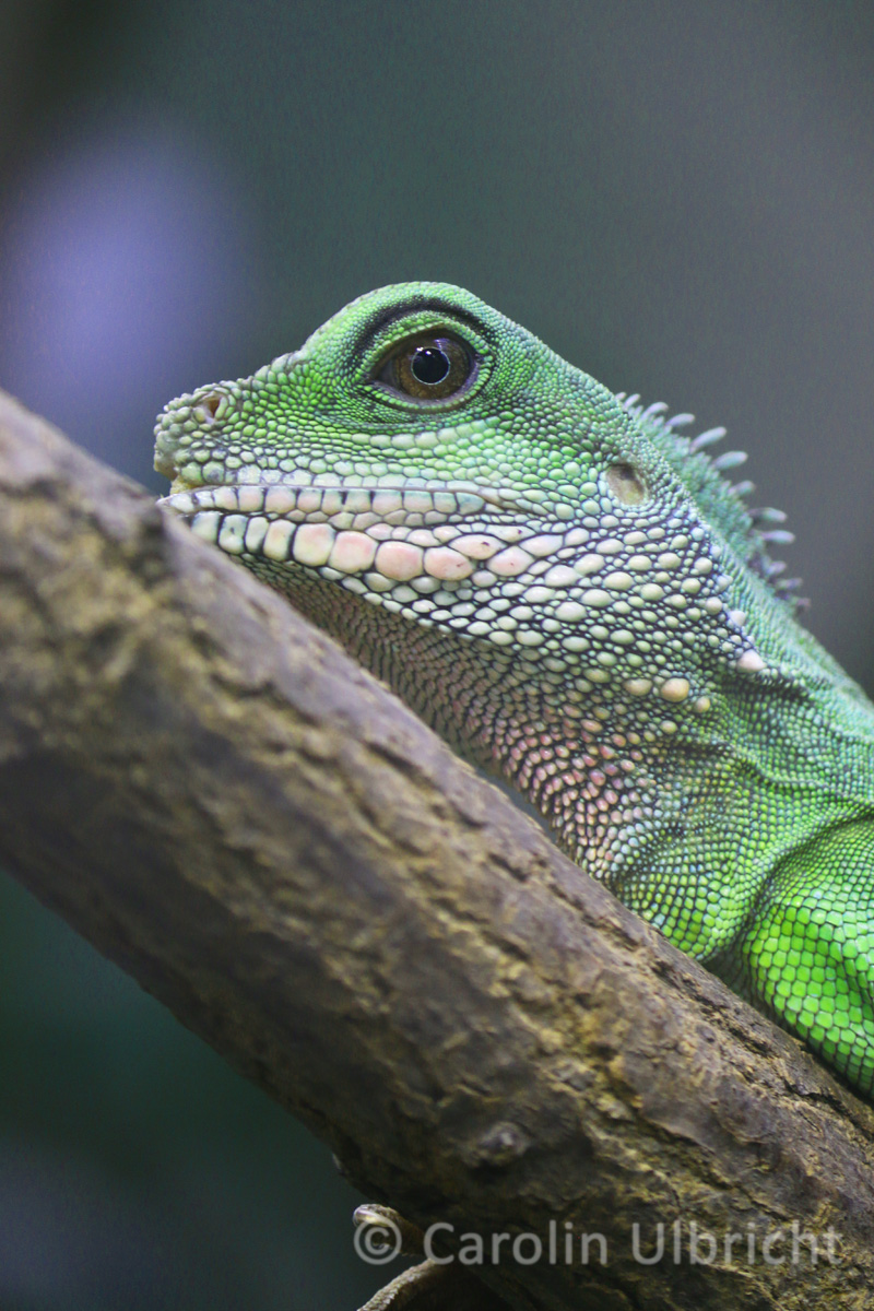 Zoologische Gärten Carolin Ulbricht