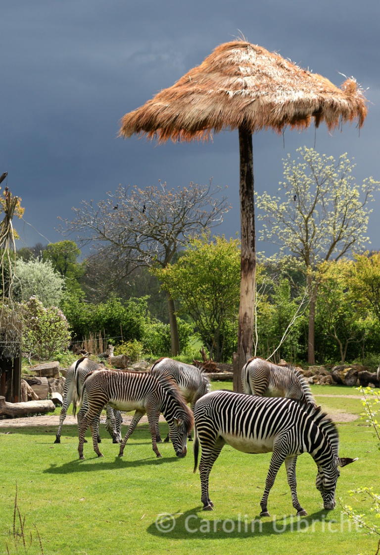 Zoologische Gärten Carolin Ulbricht