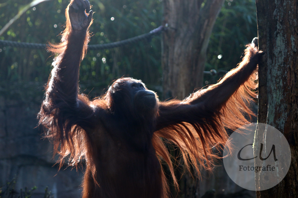 Mit dem Patenkind im Wuppertaler Zoo