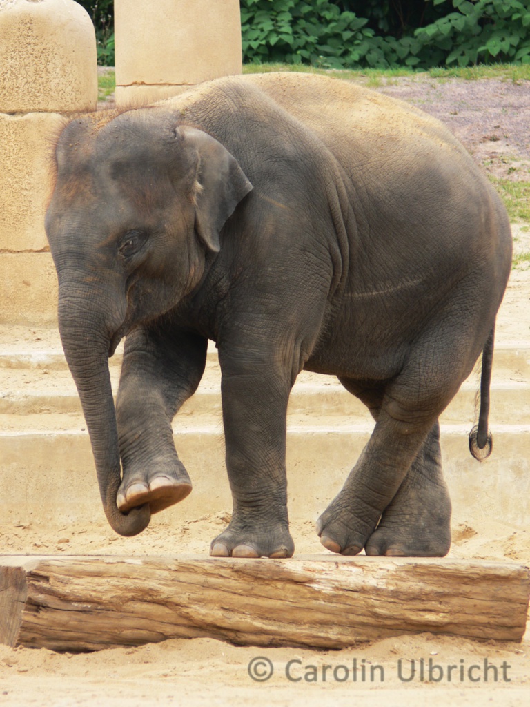 Zoologische Gärten Carolin Ulbricht