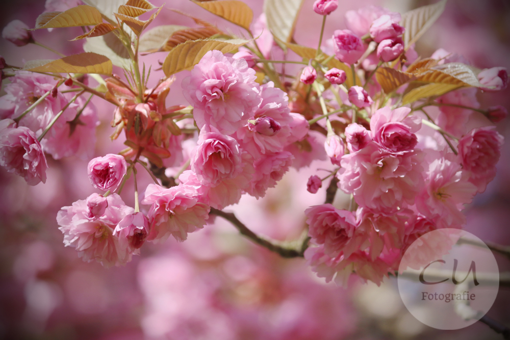 Zur Kirschblüte im Japanischen Garten