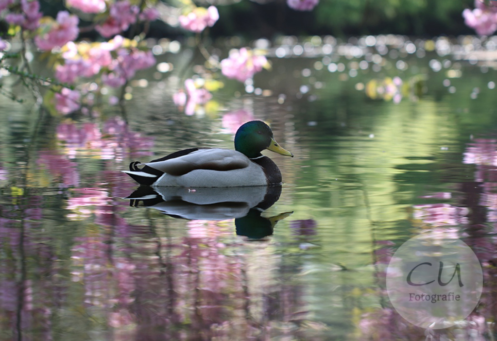 Frühlingsboten im Japanischen Garten